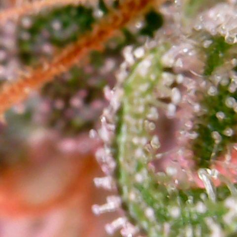 Einden mass mr hide growlog photo: Aun le queda para cortar