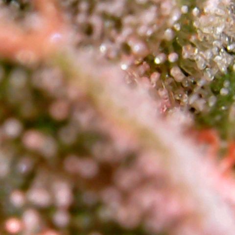 Einden mass mr hide growlog photo: Aun le queda para cortar