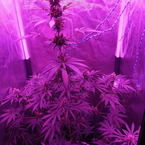 Einden mass mr hide growlog photo: Aun le queda para cortar