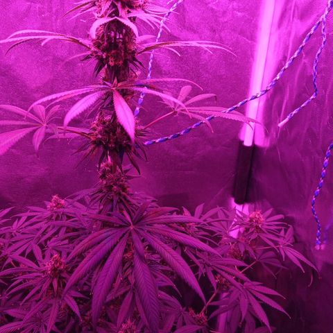 Einden mass mr hide growlog photo: Aun le keda xa cambiar de fase fertis