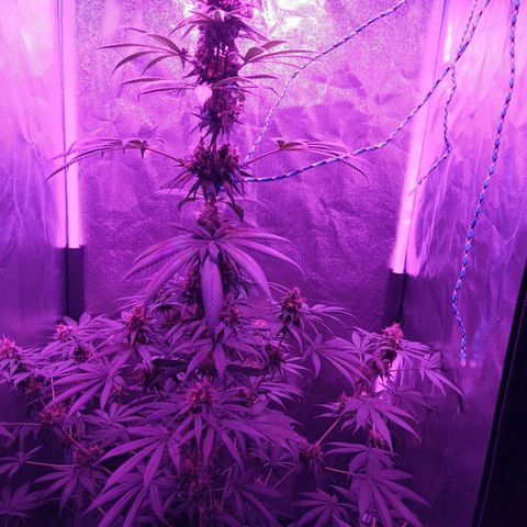 Einden mass mr hide growlog timeline photo
