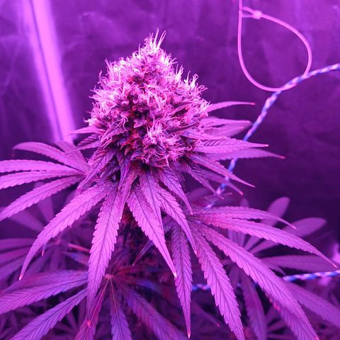 Einden mass mr hide growlog timeline photo