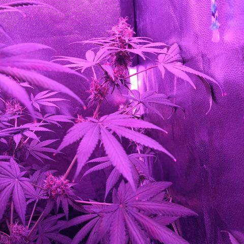 Einden mass mr hide growlog timeline photo