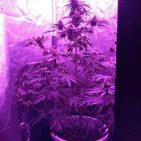Einden mass mr hide growlog timeline photo