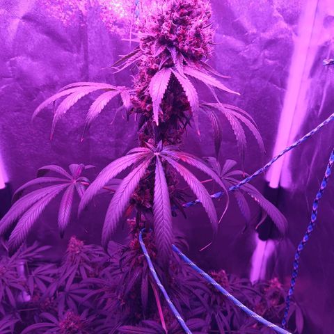 Einden mass mr hide growlog timeline photo