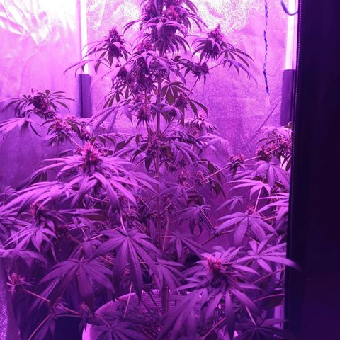 Einden mass mr hide growlog timeline photo