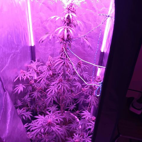Einden mass mr hide growlog timeline photo