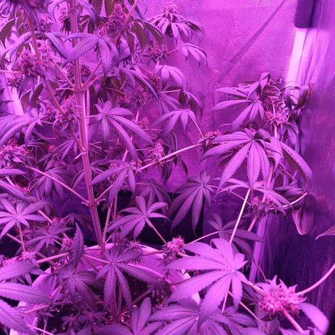Einden mass mr hide growlog timeline photo