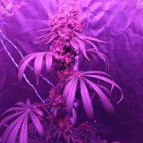Einden mass mr hide growlog timeline photo