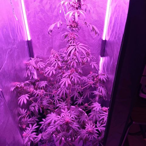 Einden mass mr hide growlog timeline photo