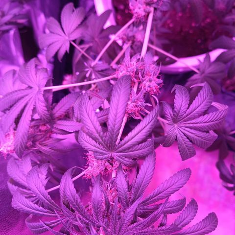 Einden mass mr hide growlog photo: Las hojas de arriba estan feisimas creo k es x la altura del foco xo ya no puedo subirlo mas