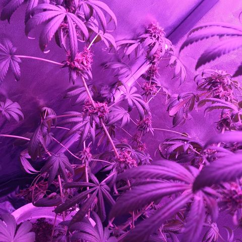Einden mass mr hide growlog photo: Las hojas de arriba estan feisimas creo k es x la altura del foco xo ya no puedo subirlo mas