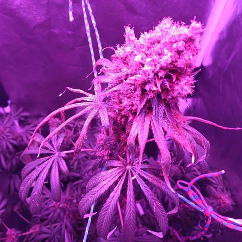 Einden mass mr hide growlog photo: Las hojas de arriba estan feisimas creo k es x la altura del foco xo ya no puedo subirlo mas
