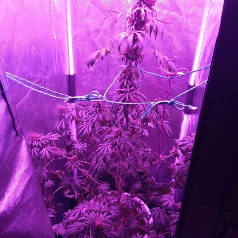 Einden mass mr hide growlog photo: Las hojas de arriba estan feisimas creo k es x la altura del foco xo ya no puedo subirlo mas