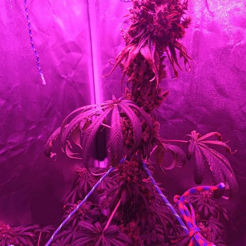 Einden mass mr hide growlog timeline photo