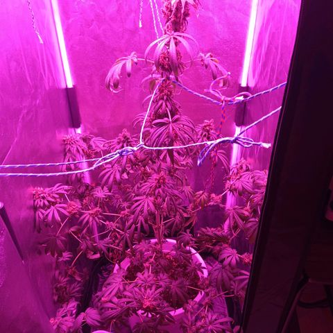 Einden mass mr hide growlog timeline photo