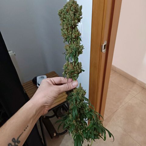 Einden mass mr hide growlog timeline photo