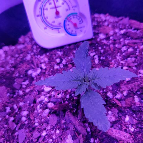 Moby Dick autoflower by Canuk seeds growlog timeline photo