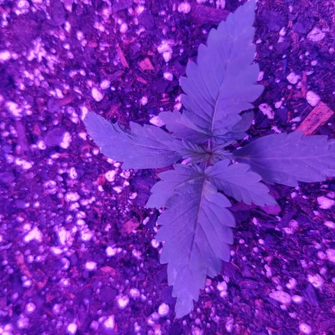 Moby Dick autoflower by Canuk seeds growlog photo: Fertilized with big bloom and grow big 