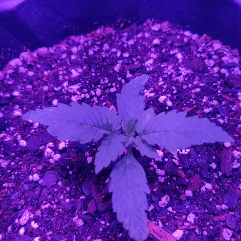 Moby Dick autoflower by Canuk seeds growlog timeline photo