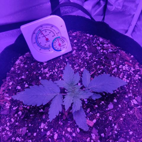 Moby Dick autoflower by Canuk seeds growlog timeline photo