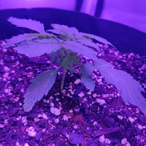 Moby Dick autoflower by Canuk seeds growlog timeline photo