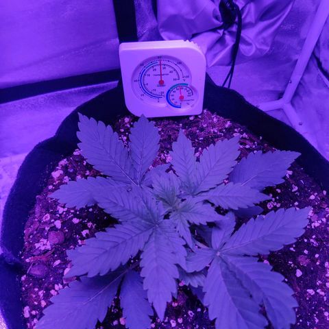 Moby Dick autoflower by Canuk seeds growlog timeline photo
