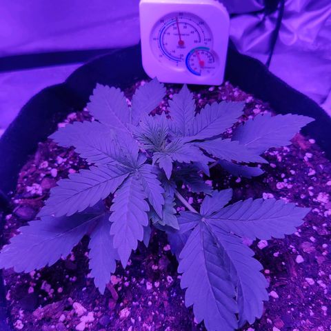Moby Dick autoflower by Canuk seeds growlog timeline photo