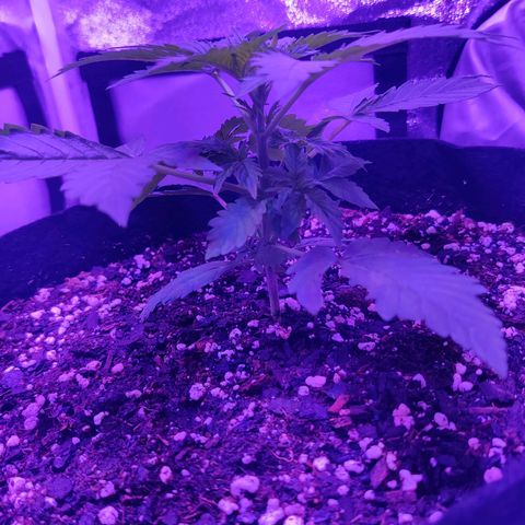 Moby Dick autoflower by Canuk seeds growlog photo: Watered with fishtank water today. Excellent branching so far. No defoliation planned.