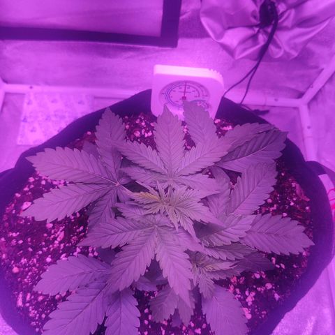 Moby Dick autoflower by Canuk seeds growlog photo: First day of flower development 