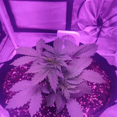 Moby Dick autoflower by Canuk seeds growlog timeline photo