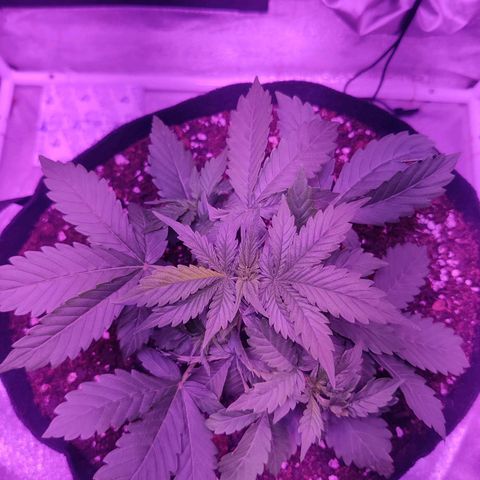 Moby Dick autoflower by Canuk seeds growlog photo: Top dressed and worked happy frog into soil to establish root microbes