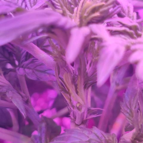 Moby Dick autoflower by Canuk seeds growlog photo: Lots of flower sights emerging. Tucking leaves to allow light penetration. No defoliation or training.