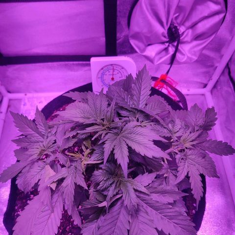 Moby Dick autoflower by Canuk seeds growlog timeline photo