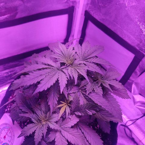 Moby Dick autoflower by Canuk seeds growlog timeline photo