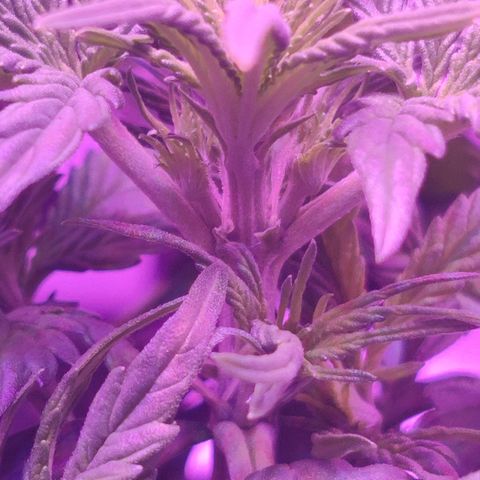 Moby Dick autoflower by Canuk seeds growlog photo: Fed plant with Fox Farm Root Drench and fish water. Letting tent breathe to stabilize humidity.