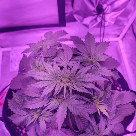 Moby Dick autoflower by Canuk seeds growlog photo: Fed plant with Fox Farm Root Drench and fish water. Letting tent breathe to stabilize humidity.