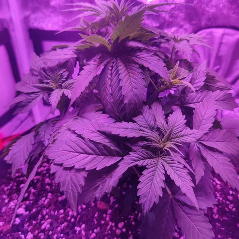 Moby Dick autoflower by Canuk seeds growlog photo: Fed plant with Fox Farm Root Drench and fish water. Letting tent breathe to stabilize humidity.