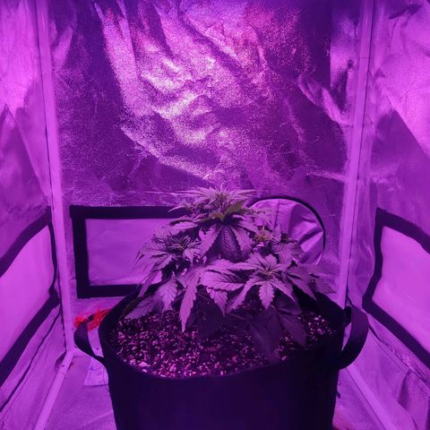 Moby Dick autoflower by Canuk seeds growlog timeline photo