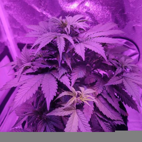 Moby Dick autoflower by Canuk seeds growlog timeline photo