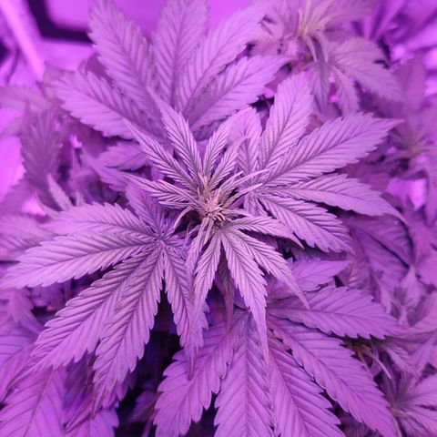 Moby Dick autoflower by Canuk seeds growlog timeline photo