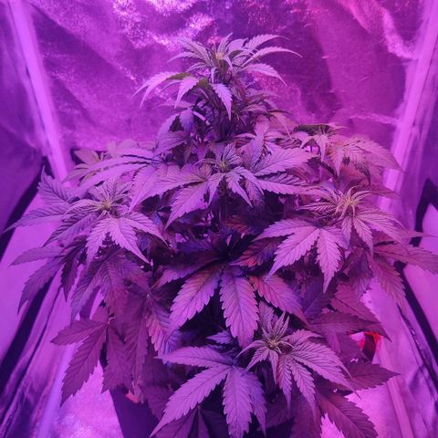 Moby Dick autoflower by Canuk seeds growlog photo: Fertilized with tiger bloom and big bloom
