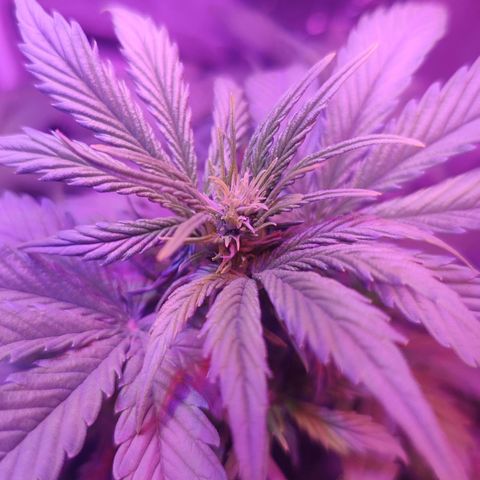 Moby Dick autoflower by Canuk seeds growlog photo: Fertilized with tiger bloom and big bloom