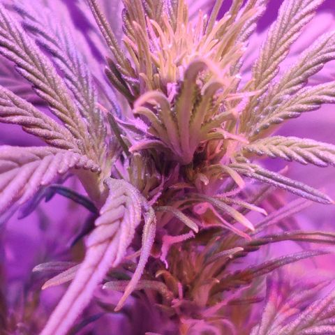 Moby Dick autoflower by Canuk seeds growlog timeline photo