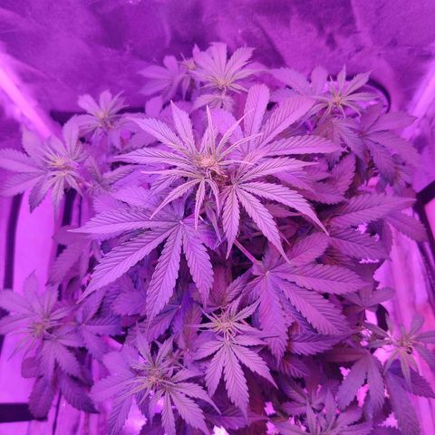 Moby Dick autoflower by Canuk seeds growlog timeline photo