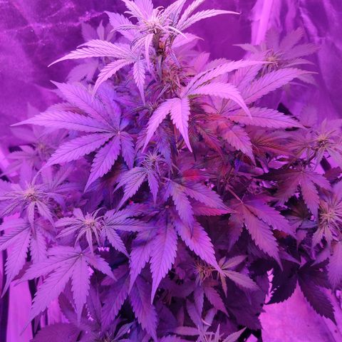 Moby Dick autoflower by Canuk seeds growlog timeline photo