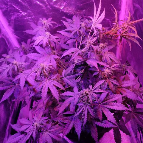 Moby Dick autoflower by Canuk seeds growlog photo: Main cola tied down due to lack of room in tent lol