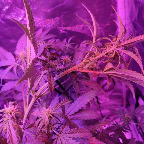 Moby Dick autoflower by Canuk seeds growlog photo: Main cola tied down due to lack of room in tent lol