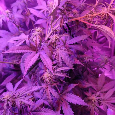 Moby Dick autoflower by Canuk seeds growlog timeline photo