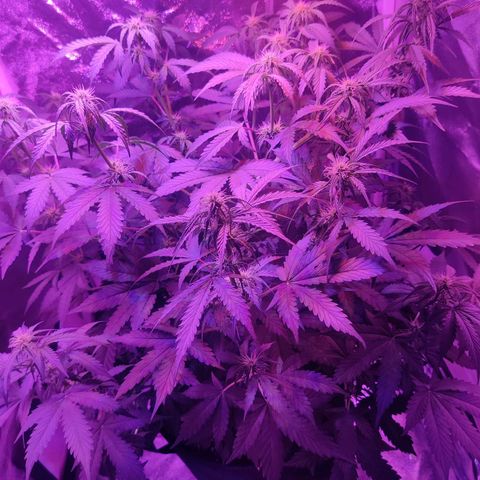 Moby Dick autoflower by Canuk seeds growlog timeline photo